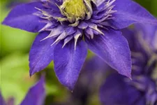 Clematis hybrida 'The President' Topfgröße 2 Liter, Höhe 60-100cm