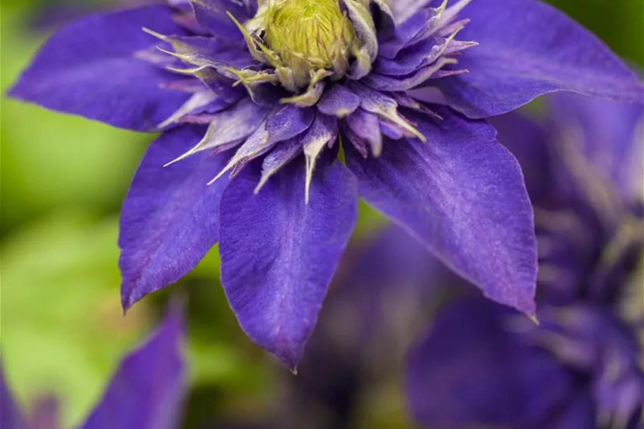 Clematis hybrida 'The President' Topfgröße 2 Liter, Höhe 60-100cm