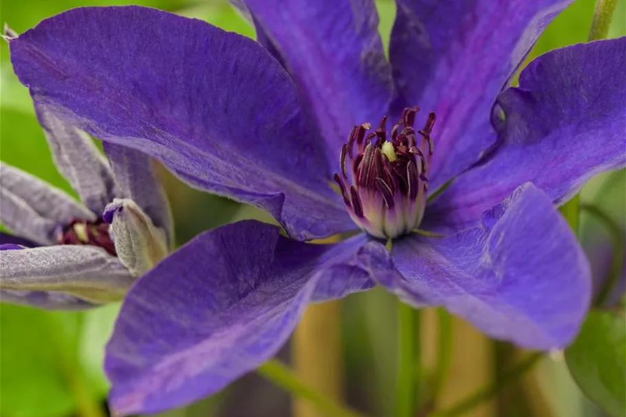 Clematis hybrida 'The President' Topfgröße 2 Liter, Höhe 60-100cm