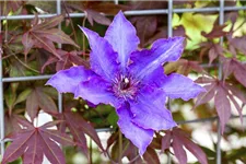 Clematis hybrida 'The President' Topfgröße 2 Liter, Höhe 60-100cm