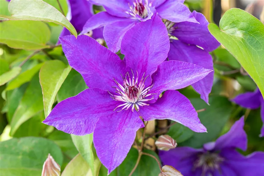 Clematis hybrida 'The President' Topfgröße 2 Liter, Höhe 60-100cm