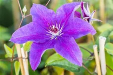 Clematis hybrida 'The President' Topfgröße 2 Liter, Höhe 60-100cm