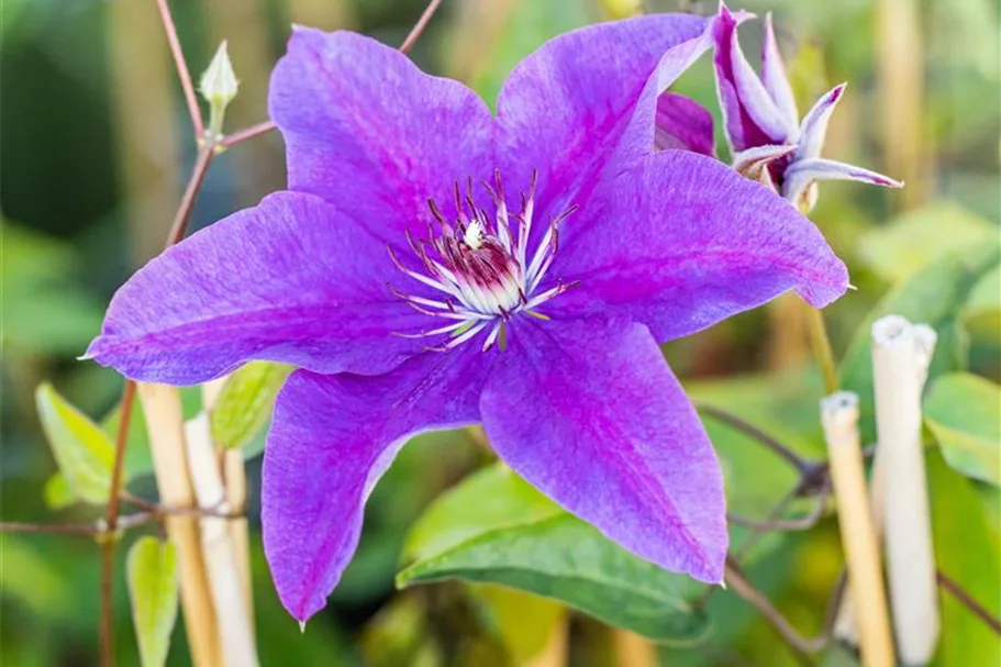 Clematis hybrida 'The President' Topfgröße 2 Liter, Höhe 60-100cm