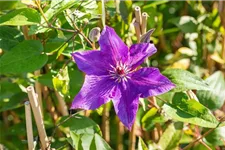 Clematis hybrida 'The President' Topfgröße 2 Liter, Höhe 60-100cm