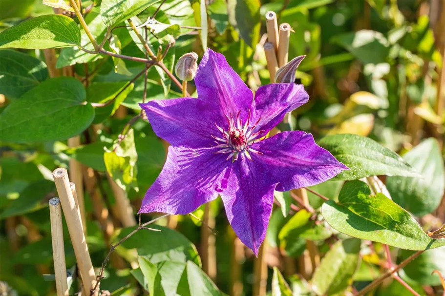 Clematis hybrida 'The President' Topfgröße 2 Liter, Höhe 60-100cm