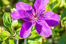 Clematis hybrida 'The President' Topfgröße 2 Liter, Höhe 60-100cm