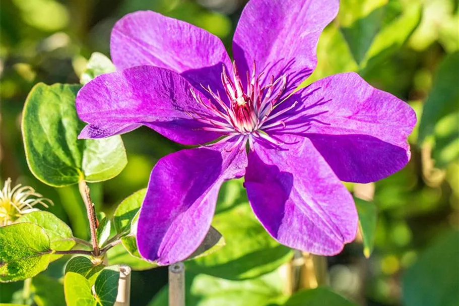 Clematis hybrida 'The President' Topfgröße 2 Liter, Höhe 60-100cm