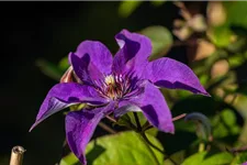 Clematis hybrida 'The President' Topfgröße 2 Liter, Höhe 60-100cm