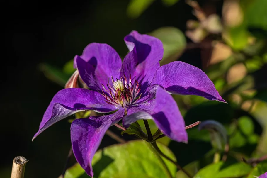 Clematis hybrida 'The President' Topfgröße 2 Liter, Höhe 60-100cm