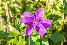 Clematis hybrida 'The President' Topfgröße 2 Liter, Höhe 60-100cm