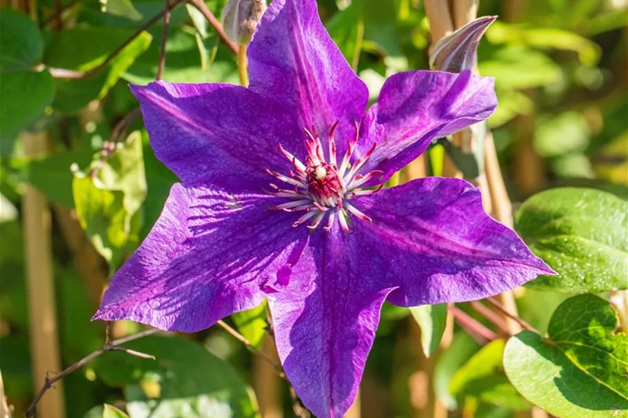 Clematis hybrida 'The President' Topfgröße 2 Liter, Höhe 60-100cm