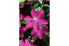 Clematis hybrida 'Rouge Cardinal' Topfgröße 2 Liter, Höhe 60-100cm