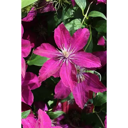 Clematis hybrida 'Rouge Cardinal'