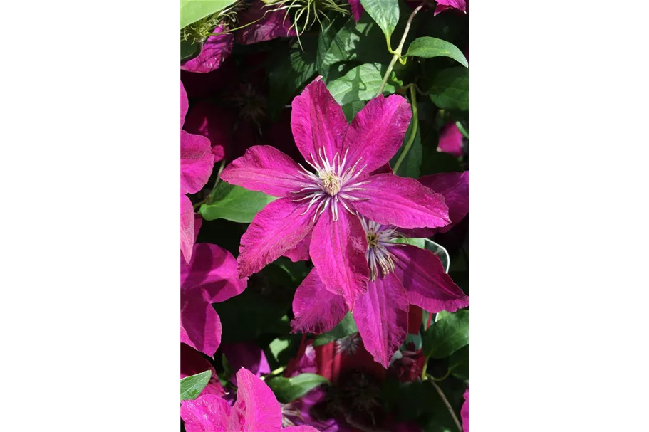 Clematis hybrida 'Rouge Cardinal' Topfgröße 2 Liter, Höhe 60-100cm