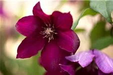 Clematis hybrida 'Rouge Cardinal' Topfgröße 2 Liter, Höhe 60-100cm