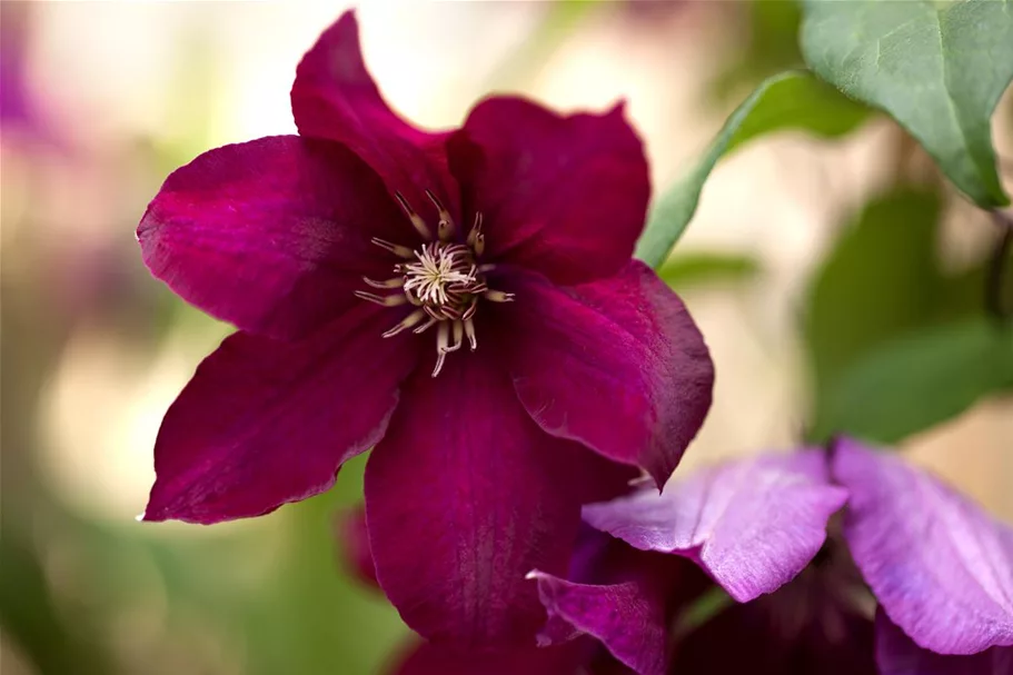 Clematis hybrida 'Rouge Cardinal' Topfgröße 2 Liter, Höhe 60-100cm