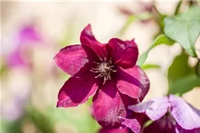 Clematis hybrida 'Rouge Cardinal' Topfgröße 2 Liter, Höhe 60-100cm