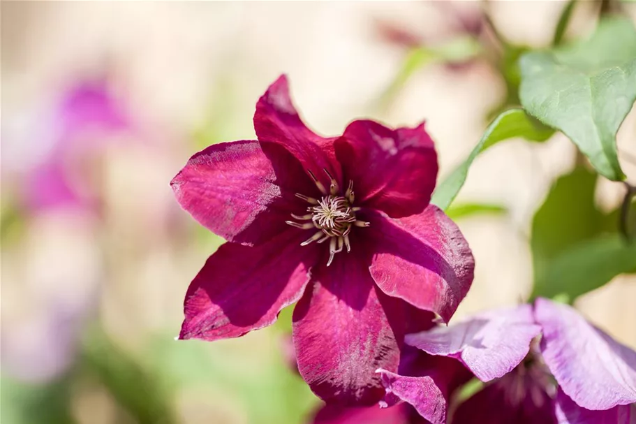 Clematis hybrida 'Rouge Cardinal' Topfgröße 2 Liter, Höhe 60-100cm