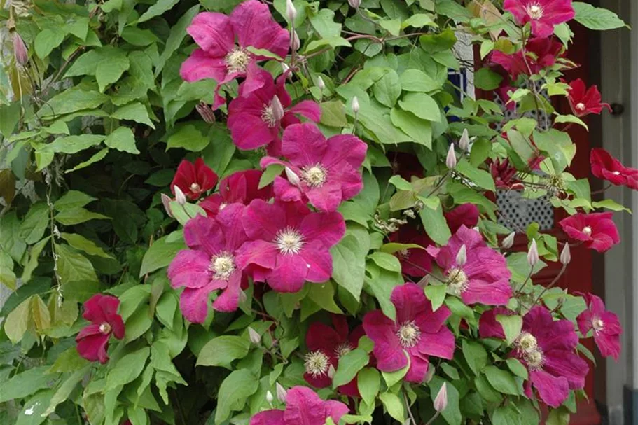 Clematis hybrida 'Rouge Cardinal' Topfgröße 2 Liter, Höhe 60-100cm