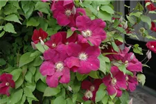 Clematis hybrida 'Rouge Cardinal' Topfgröße 2 Liter, Höhe 60-100cm