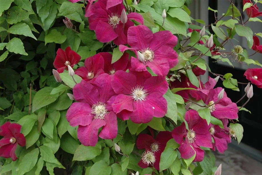 Clematis hybrida 'Rouge Cardinal' Topfgröße 2 Liter, Höhe 60-100cm