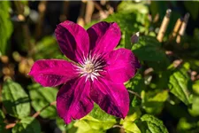 Clematis hybrida 'Rouge Cardinal' Topfgröße 2 Liter, Höhe 60-100cm