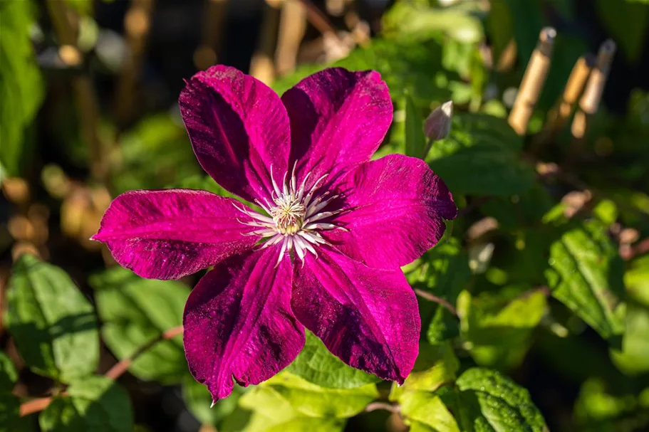 Clematis hybrida 'Rouge Cardinal' Topfgröße 2 Liter, Höhe 60-100cm