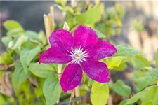 Clematis hybrida 'Rouge Cardinal' Topfgröße 2 Liter, Höhe 60-100cm