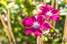 Clematis hybrida 'Rouge Cardinal' Topfgröße 2 Liter, Höhe 60-100cm