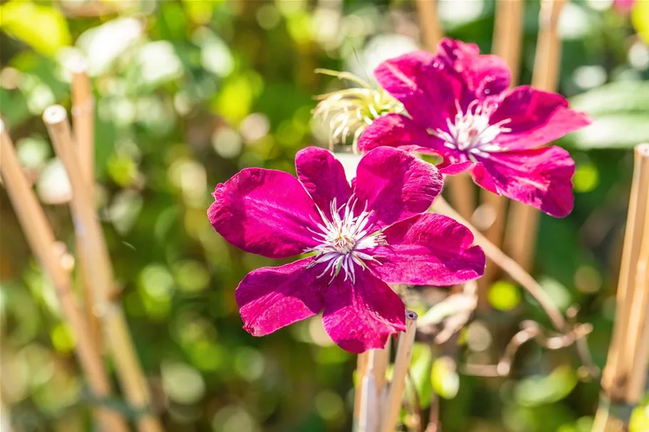 Clematis hybrida 'Rouge Cardinal' Topfgröße 2 Liter, Höhe 60-100cm