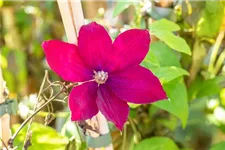 Clematis hybrida 'Rouge Cardinal' Topfgröße 2 Liter, Höhe 60-100cm