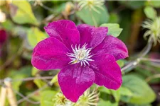 Clematis hybrida 'Rouge Cardinal' Topfgröße 2 Liter, Höhe 60-100cm