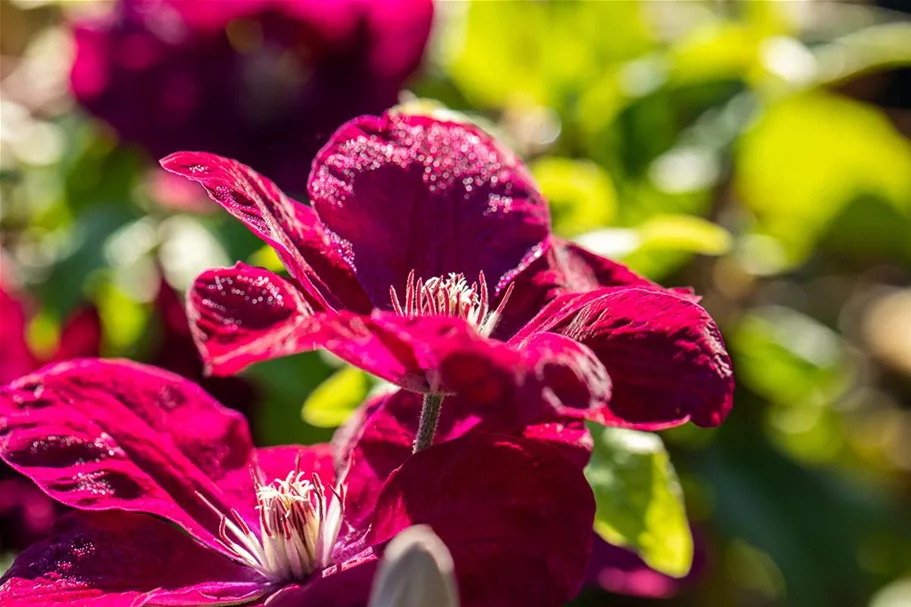 Clematis hybrida 'Rouge Cardinal' Topfgröße 2 Liter, Höhe 60-100cm