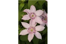 Clematis hybrida 'Pink Fantasy' Topfgröße 2 Liter, Höhe 60-100cm