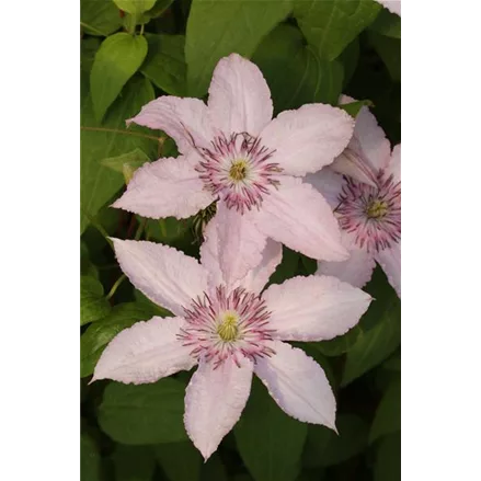 Clematis hybrida 'Pink Fantasy'