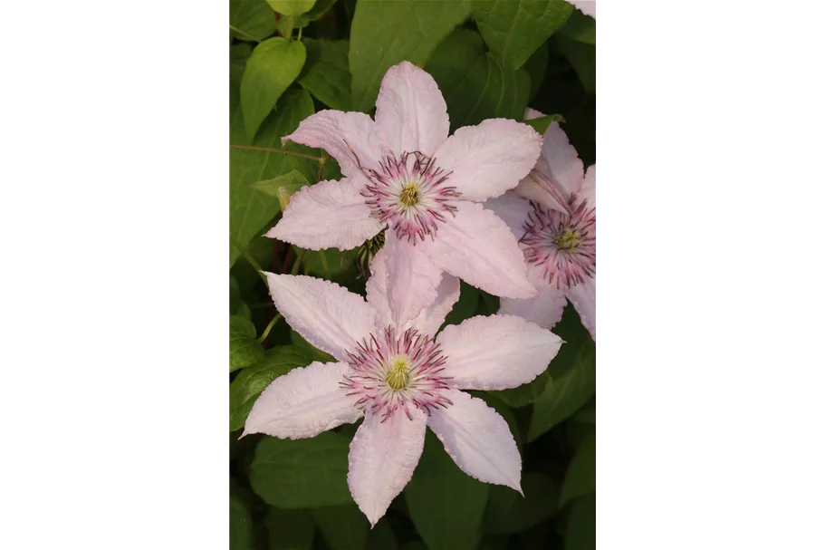 Clematis hybrida 'Pink Fantasy' Topfgröße 2 Liter, Höhe 60-100cm