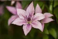 Clematis hybrida 'Pink Fantasy' Topfgröße 2 Liter, Höhe 60-100cm