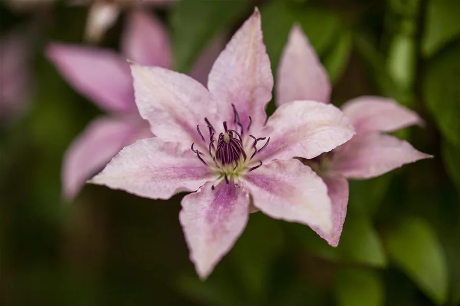 Clematis hybrida 'Pink Fantasy' Topfgröße 2 Liter, Höhe 60-100cm