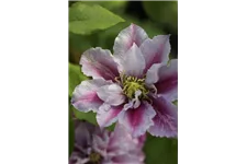 Clematis hybrida 'Piilu' Topfgröße 2 Liter, Höhe 60-100cm