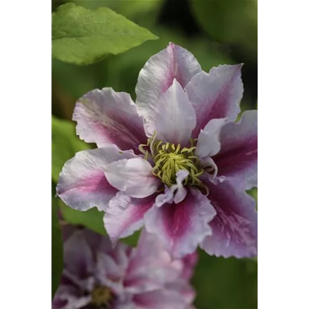 Clematis hybrida 'Piilu'