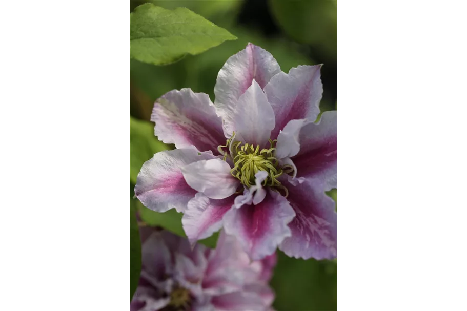 Clematis hybrida 'Piilu' Topfgröße 2 Liter, Höhe 60-100cm