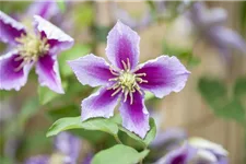 Clematis hybrida 'Piilu' Topfgröße 2 Liter, Höhe 60-100cm