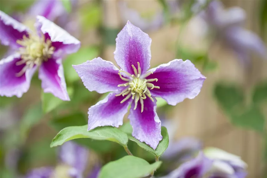 Clematis hybrida 'Piilu' Topfgröße 2 Liter, Höhe 60-100cm