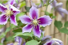 Clematis hybrida 'Piilu' Topfgröße 2 Liter, Höhe 60-100cm