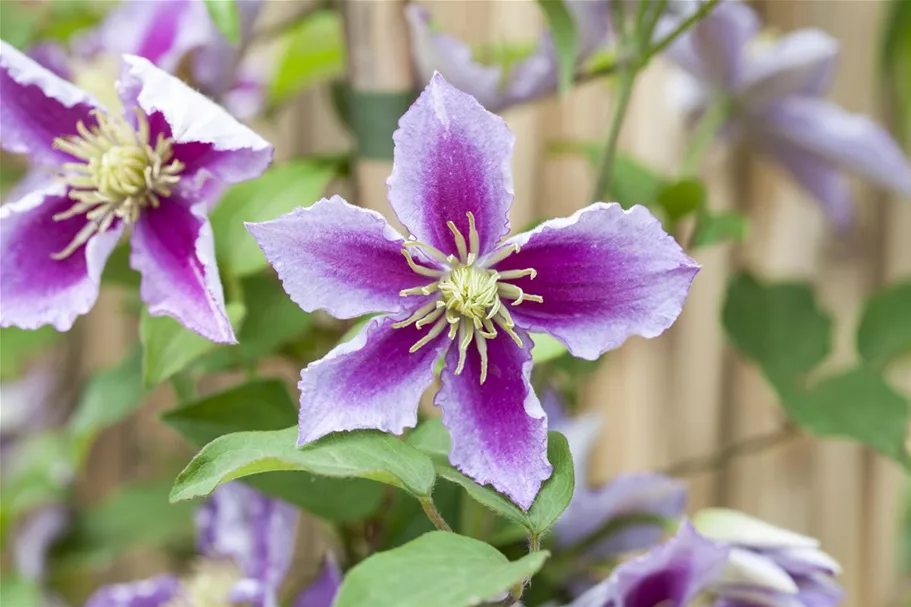 Clematis hybrida 'Piilu' Topfgröße 2 Liter, Höhe 60-100cm