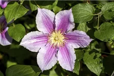 Clematis hybrida 'Piilu' Topfgröße 2 Liter, Höhe 60-100cm