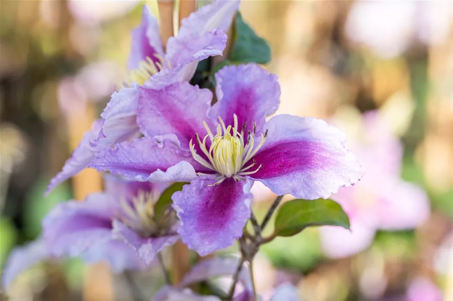 Clematis hybrida 'Piilu' Topfgröße 2 Liter, Höhe 60-100cm