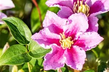 Clematis hybrida 'Piilu' Topfgröße 2 Liter, Höhe 60-100cm