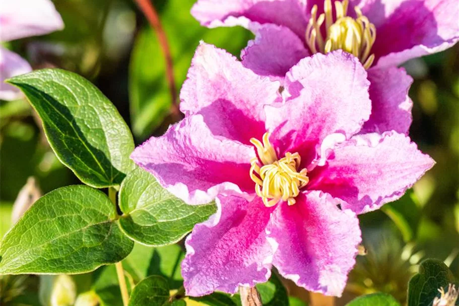 Clematis hybrida 'Piilu' Topfgröße 2 Liter, Höhe 60-100cm