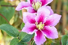 Clematis hybrida 'Piilu' Topfgröße 2 Liter, Höhe 60-100cm